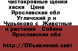 чистокровные щенки хаски › Цена ­ 10 000 - Ярославская обл., Угличский р-н, Чурьяково с. Животные и растения » Собаки   . Ярославская обл.